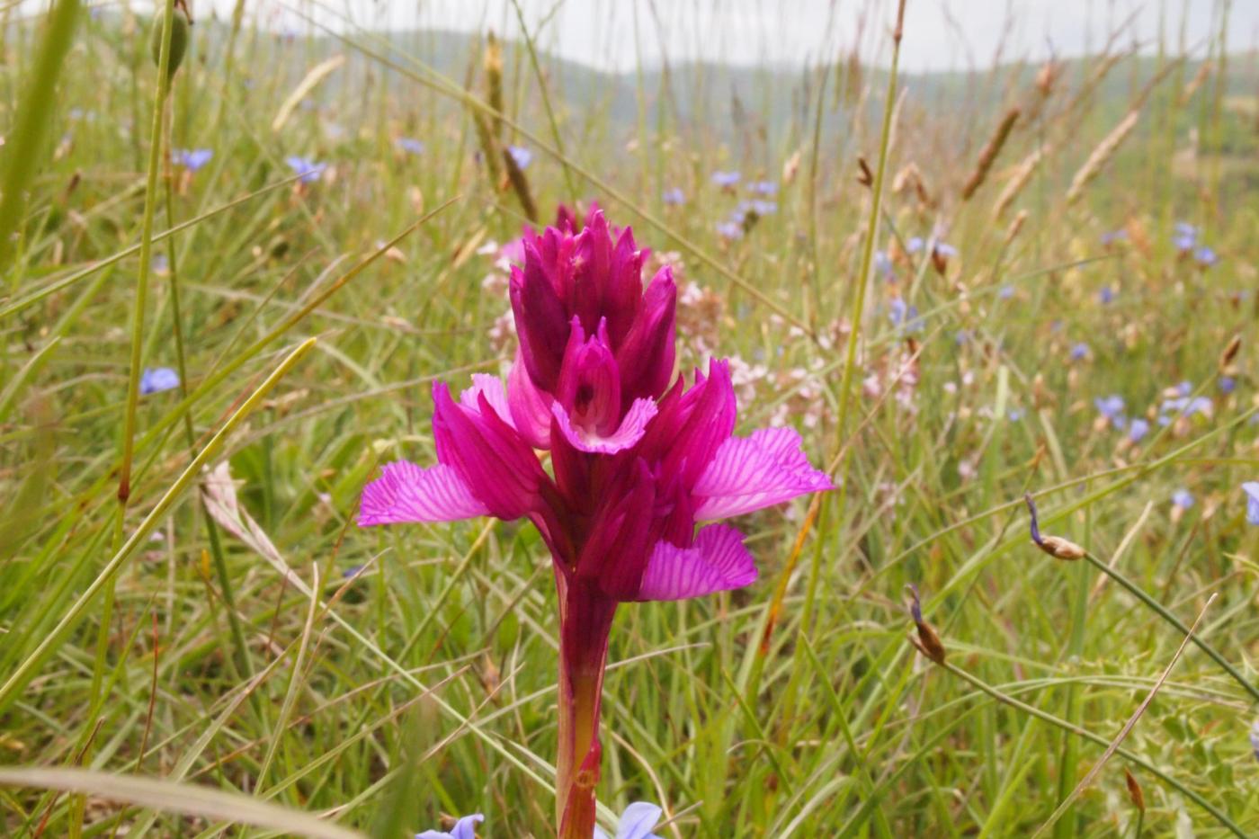 Orchid, Pink Butterfly flower
